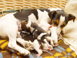 jack russel
