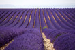 Lavandin sur le plateau de Valensole