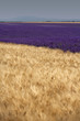 orge et lavandin sur le plateau de Valensole