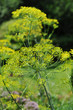 Foto: Gartendill Gartendill