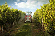 Tractor in the vineyard spraying toxic protection