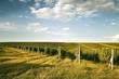 Evening view of the vineyards in Moravia