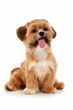 Mut Sitting