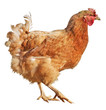 Chicken isolated on a white background