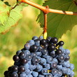 Grappe de raisins