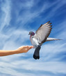 Girl feeds the dove Girl feeds the dove