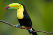 Keel Billed Toucan, from Central America.