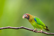 Brown-hooded Parrot in a branch. Brown-hooded Parrot in a branch.