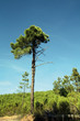 Pinos (pinus pinaster)