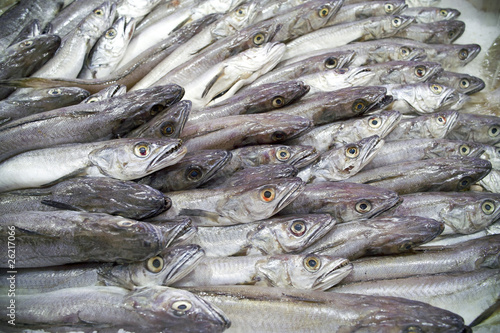 Photo: merlu à la poissonnerie merlu à la poissonnerie