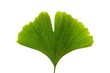 Ginkgo biloba