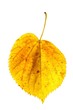 Tilia spec. | Lindenblatt