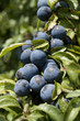 Prunelles