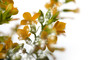Magical flowers