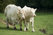 Taureau et vache dans une pature