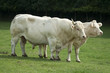 Taureau et vache dans une pature