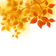 Autumn Forest Background Autumn Forest Background