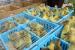 Babyenten zum Verkauf