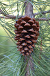 Piña de pino
