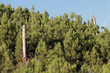 Pinos (pinus pinaster)