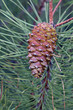 Pina de pino (pinus pinaster)