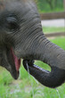 Asian elephants are eating water