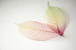 Colorful leaves