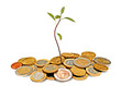 avocado seedling growing from pile of coins