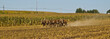 Amish Farmer plowing the field with 7 horses