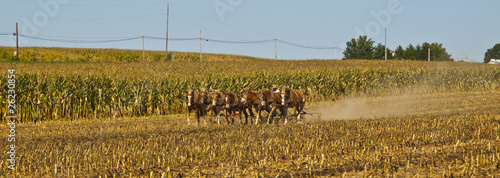 Photo: Amish Farmer plowing the field with 7 horses Amish Farmer plowing the field with 7 horses