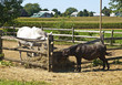 Ponies in an Amish Farm, Lancaster USA
