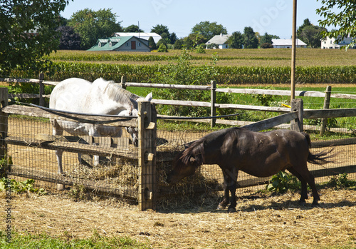 Photo: Ponies in an Amish Farm, Lancaster USA Ponies in an Amish Farm, Lancaster USA