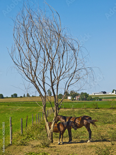 Photo: Two Horses in the Amish Farm, Lancaster USA Two Horses in the Amish Farm, Lancaster USA