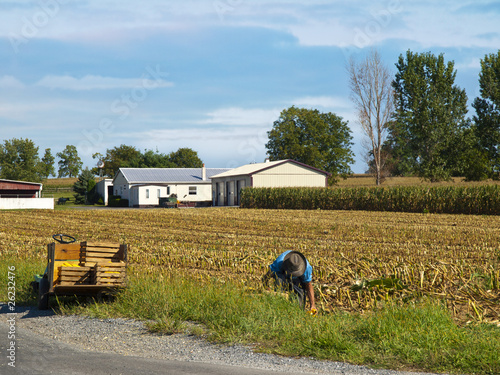 Photo: Amish Farmer harvesting corn Amish Farmer harvesting corn