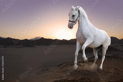 Photo: White horse and the sunset in the desert White horse and the sunset in the desert