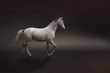 Photo: Gray horse isolated on black Gray horse isolated on black