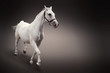 Illustration: White horse isolated on black White horse isolated on black