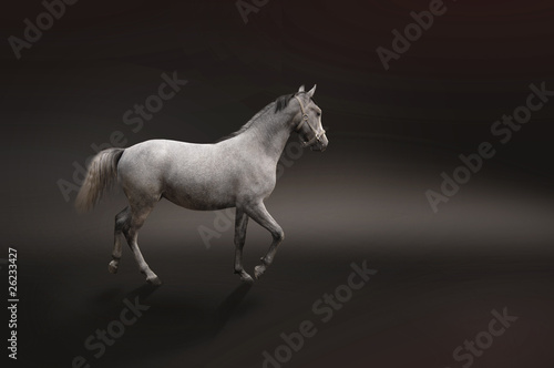Photo: Gray horse isolated on black Gray horse isolated on black