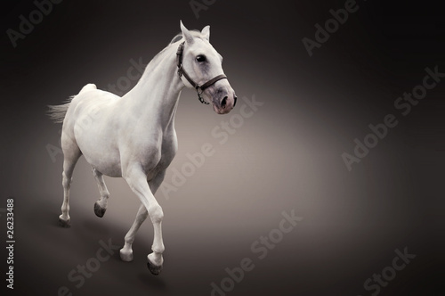 Illustration: White horse isolated on black White horse isolated on black
