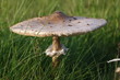 Pilz im Sonnenuntergang