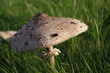 Pilz im Sonnenuntergang