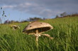 Pilz im Sonnenuntergang