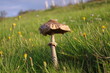Pilz im Sonnenuntergang