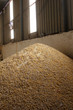 animal feed
