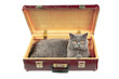 Cat in the old vintage suitcase