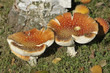Fliegenpilze