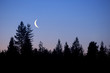 forest moon