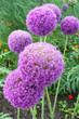 Violet alliums