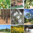 collage mosaico campagna