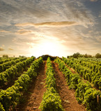 rows of vines to sunset - Fine Art prints